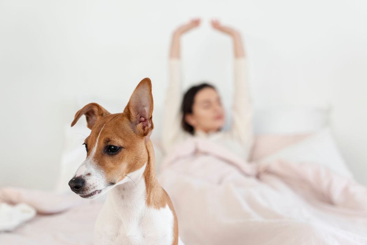 front-view-dog-with-defocused-woman-bed.jpg